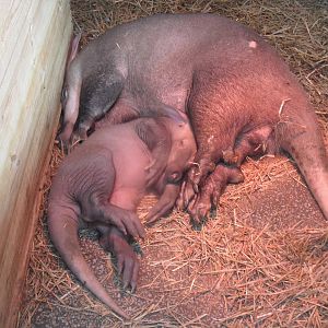 Aardvark calf 2015