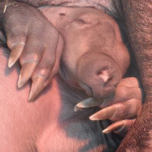 Aardvark calf portrait