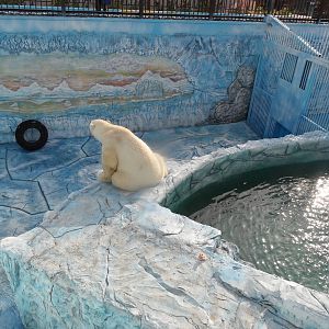 Polar bear exhibit renovation (male)