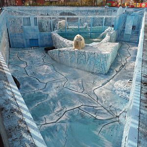 Polar bear exhibit renovation (male, full view)