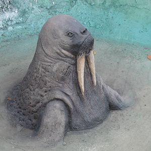 Walrus