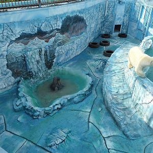 Polar bear exhibit renovation (female)