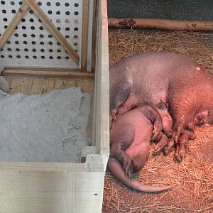 Crate for aardvark calf