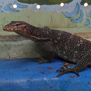 Water monitor