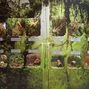 New birdeater spider exhibit