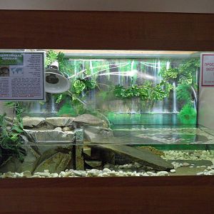 South Asian box turtle tank