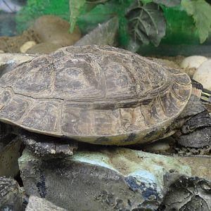 South Asian box turtle