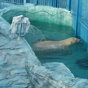 Polar bear in pool
