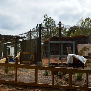 The Desert - Ocelot Exhibit Construction