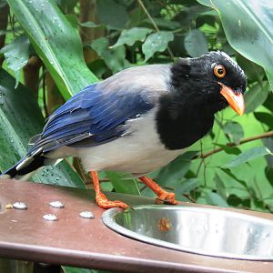 Red-billed Blue Magpie