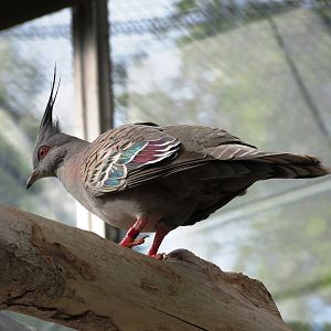 Crested Pigeon