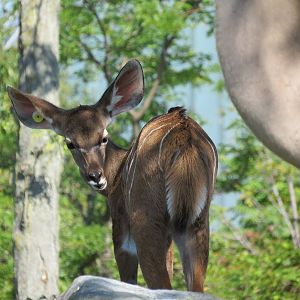 Greater Kudu