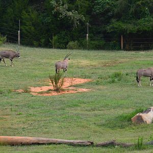 Watani Grasslands - Fringe-eared Oryx