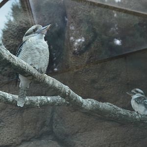 The Desert - Laughing Kookaburra
