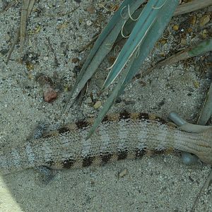 The Desert - Blue-tongued Skink