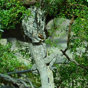 The Desert - Frill-necked Lizard