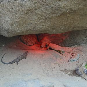 The Desert - Pancake Tortoise and Uromastyx ornata