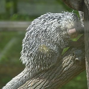 Animal Discovery Zoo - Brazilian Porcupine