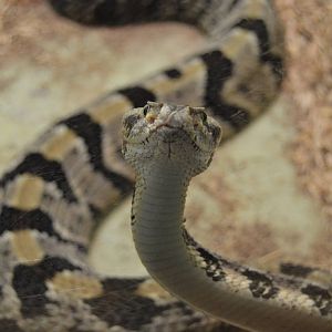 Herpetarium - Timber Rattlesnake