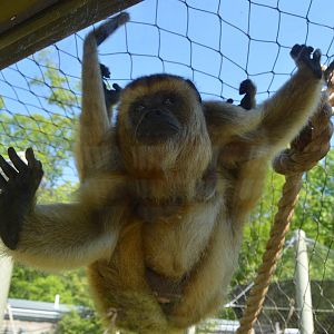 Animal Discovery Zoo - Black Howler Monkey