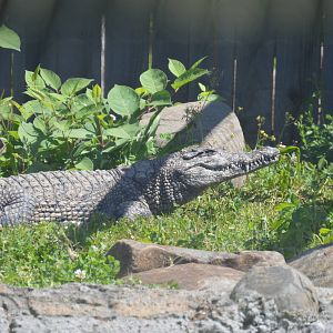 Animal Discovery Zoo - Nile Crocodile