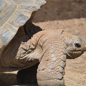 Animal Discovery Zoo - Aldabra Tortoise
