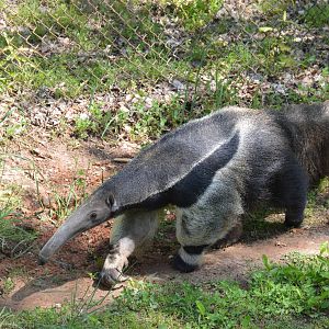 Animal Discovery Zoo - Giant Anteator