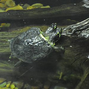 Aquatic Discoveries - Two-headed Turtle
