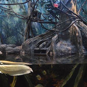 Sciquarium - Amazon Edge