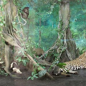 chiapas rain forest diorama museo de historia natural