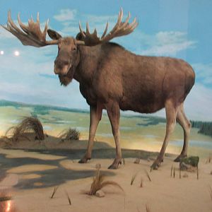 moose museo de historia natural