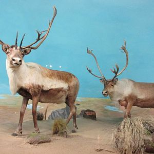 caribou museo de historia natural