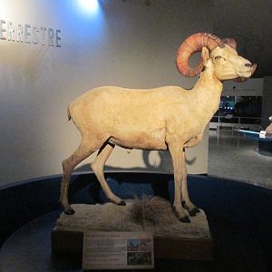 desert bighorn sheep museo de historia natural