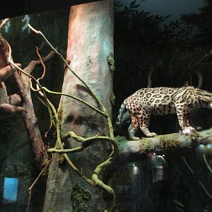 amazon diorama museo de historia natural