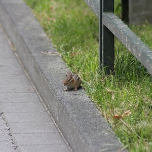 Eastern chipmunk [free-roaming]