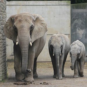 African elephants