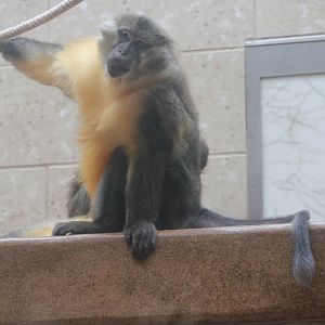 Golden-bellied mangabey