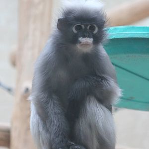 Dusky leaf monkey