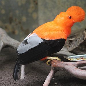 Andean cock-of-the-rock