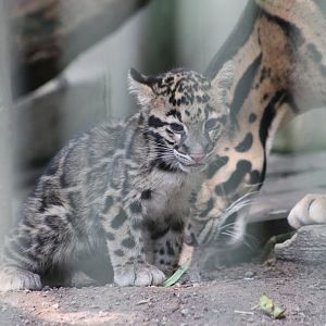 Clouded leopard cub