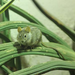 Xeric four-striped grass mouse