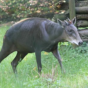 Yellow-backed duiker