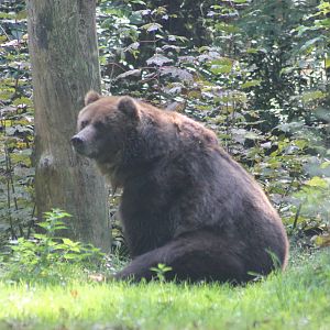 Kodiak bear