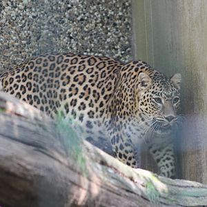 Indian leopard