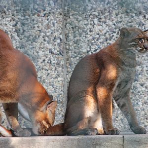 South-East Asian golden cat