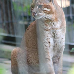 South-East Asian golden cat