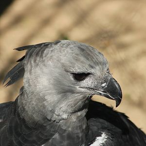 Harpy eagle