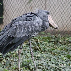 Shoebill