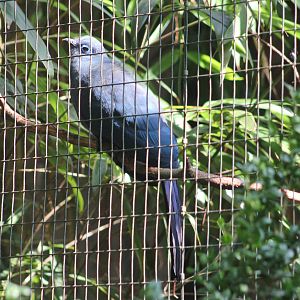 Blue coua