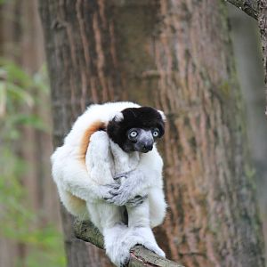 Crowned sifaka